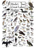 Birds of the Great Lakes Region