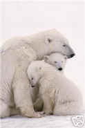 Polar bears family