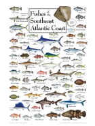 Fishes of the Southeast Atlantic Coast Puzzle
